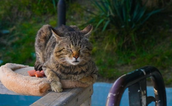 Биолог Трофимова назвала продукты, которые нельзя давать кошкам
